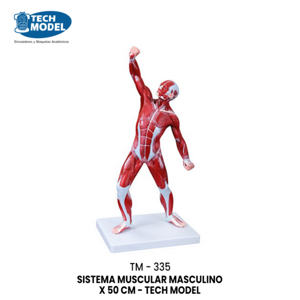 TM-335 50CM Human Muscle Model Male (1 Part)