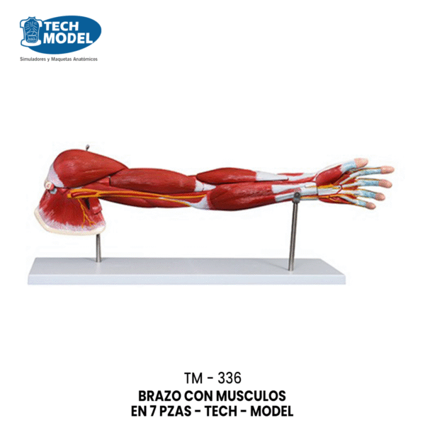 TM-336 Muscle of Human Arm (7 Parts)