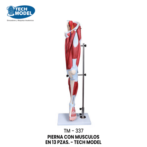 TM-337 TM-337 Muscle of Human Leg (13 Parts)