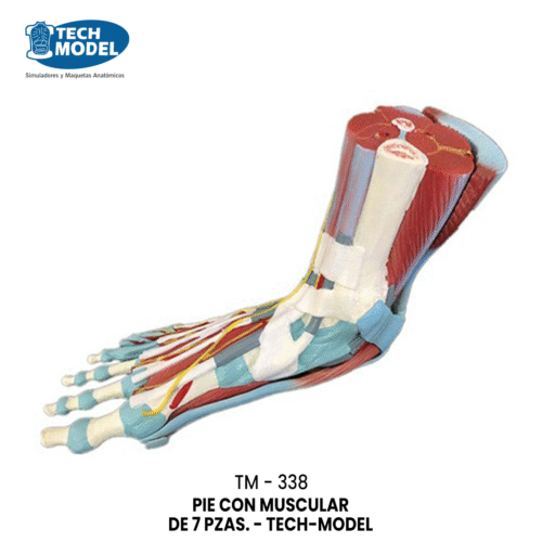 TM-338 TM-338 Life Size Human Muscle Foot Model (7 Parts)