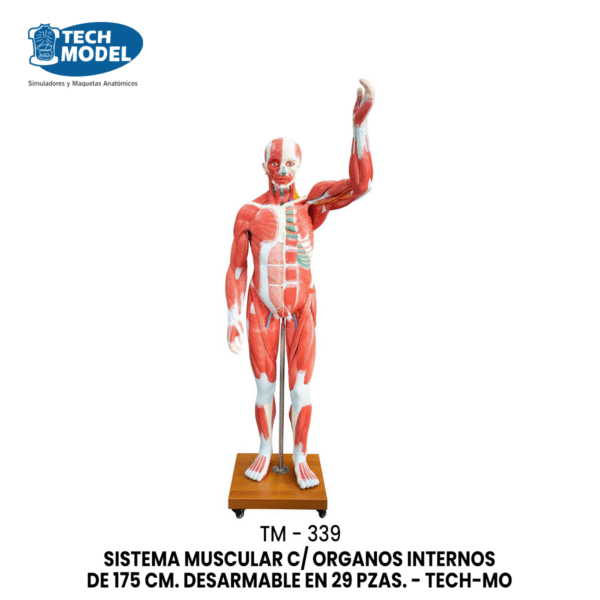 TM-339 Life-Size Human Muscle Model (29 Parts)