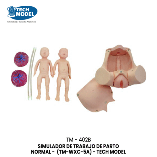 TM-402B Childbirth Skill Training Simulator