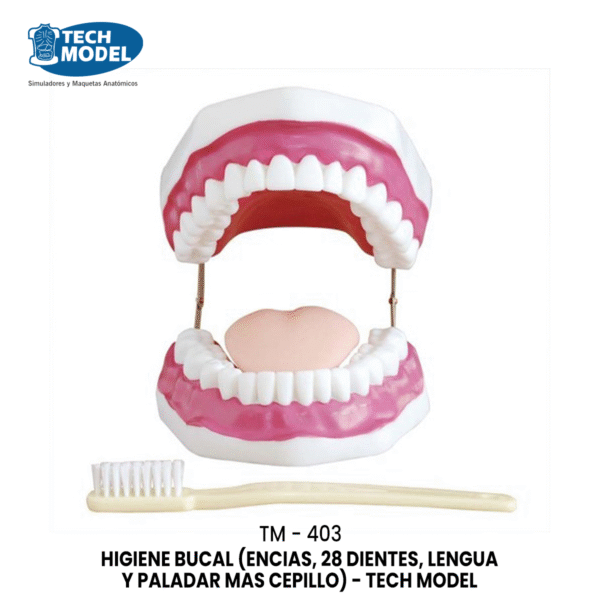 TM-403 Dental Care Model (28 teeth)