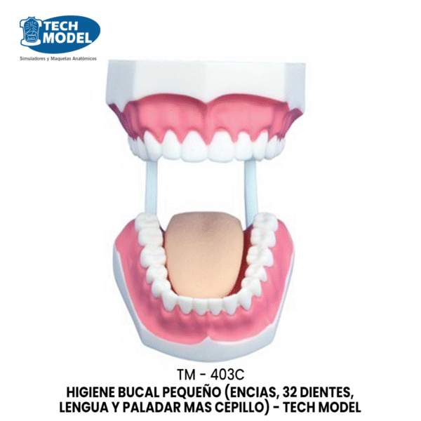 TM-403C Small Dental Care Model (32 teeth)