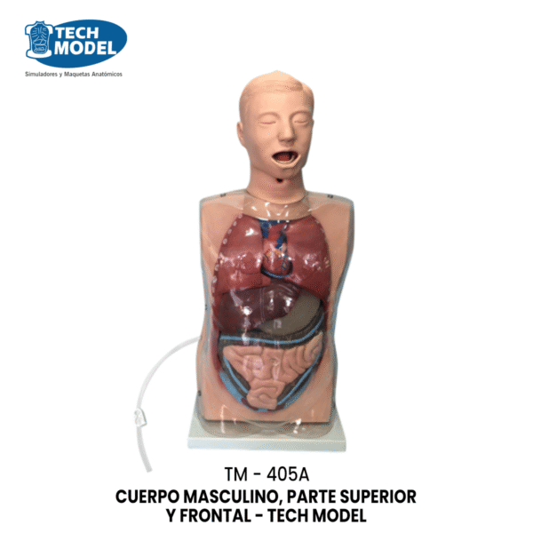 TM-405A Simple Male Urethral Catheterization Simulator