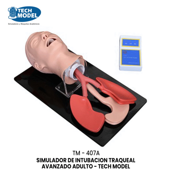 TM-407A Advanced Human Trachea Intubation