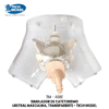TM-408E Transparent Male Urethral Catheterization Simulator