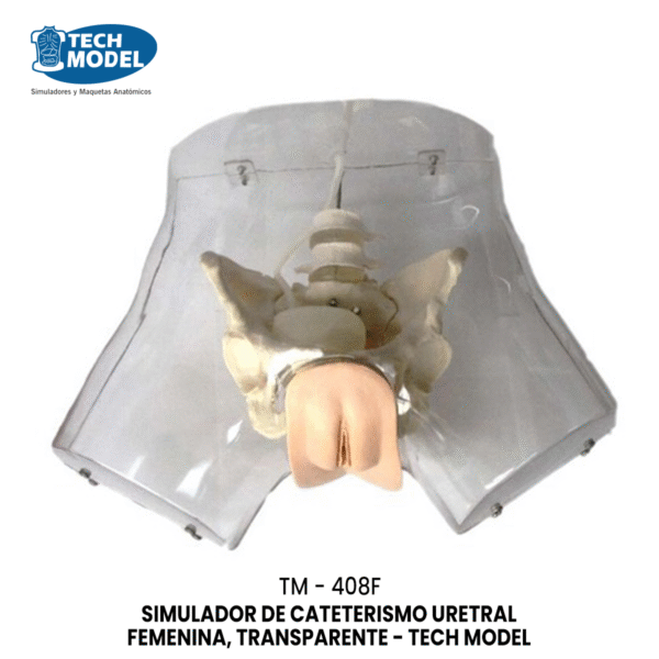 TM-408F Transparent Female Urethral Catheterization Simulator