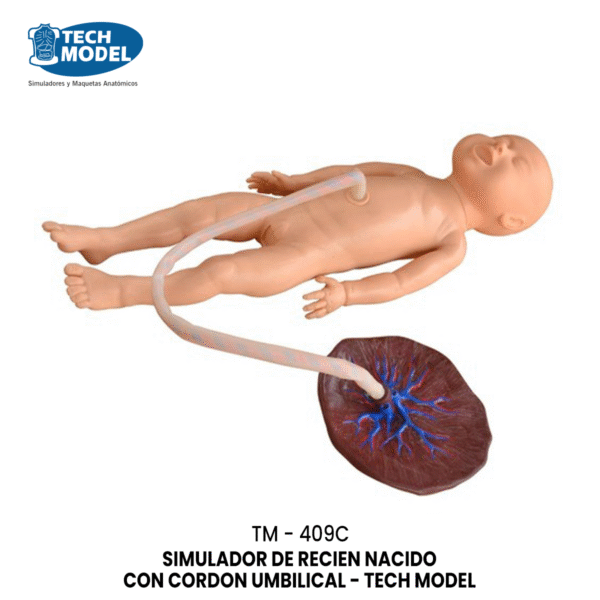 TM-409C Advanced Neonate Umbilical Cord Nursing Model
