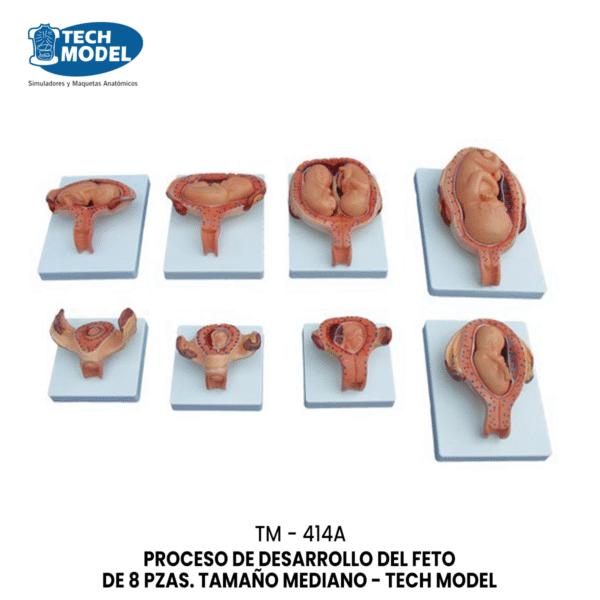 TM-414A The Development Process for Fetus (Half-Size)