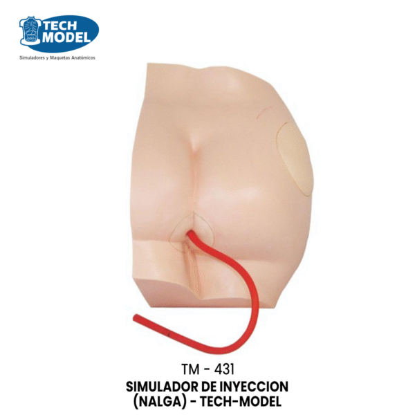 TM-431 Buttock Injection Model