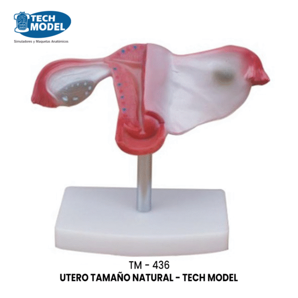 TM-436 Natural Uterus Model