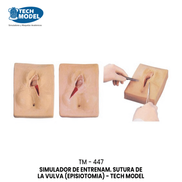 TM-447 TM-447 Vulva Suturing Training Simulator