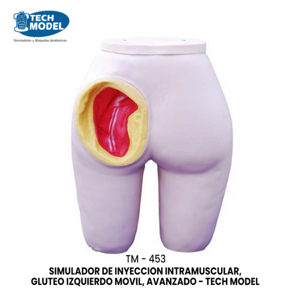 TM-453 Advanced Intramuscular Injection Training Model