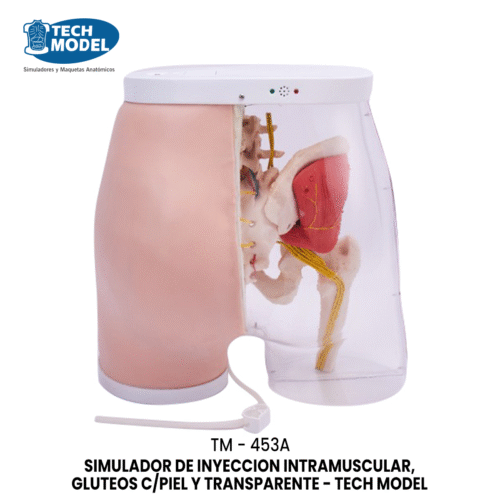 TM-453A Intramuscular Injection Model