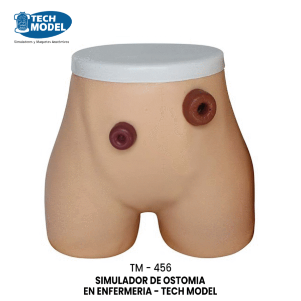 TM-456 Ostomy Nursing Model