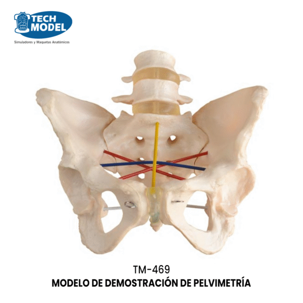 TM-469 Pelvimetry Demonstration Model