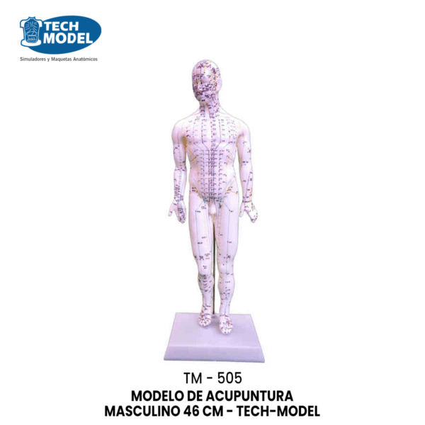 TM-505 Acupuncture Model 46CM Male