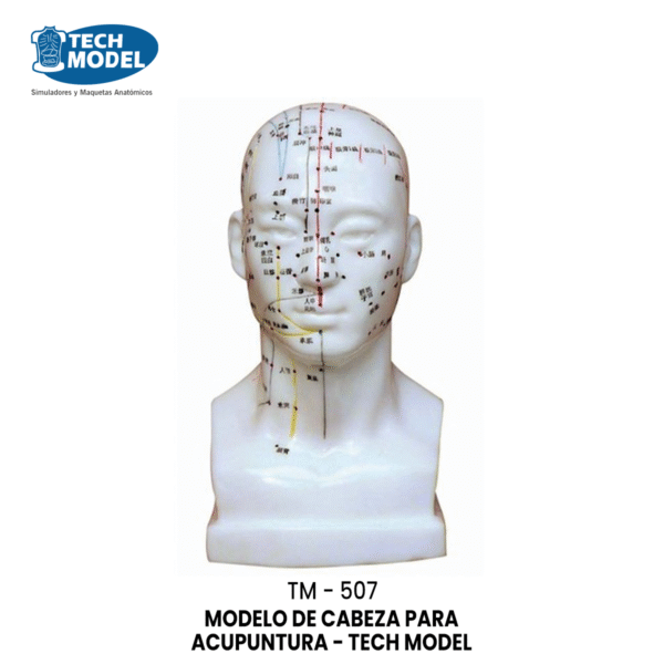 TM-507 TM-507 Head Acupuncture Model