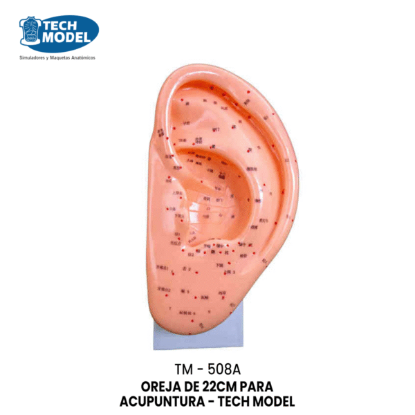 TM-508A TM-508A Ear Acupuncture Model 22CM