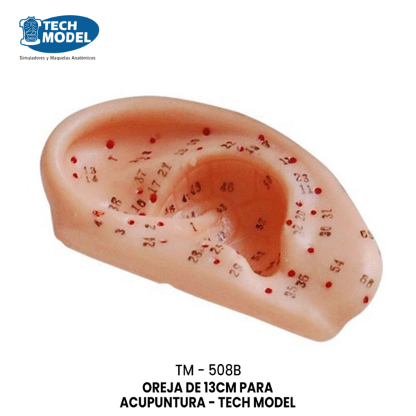 TM-508B TM-508B Ear Acupuncture Model 13CM
