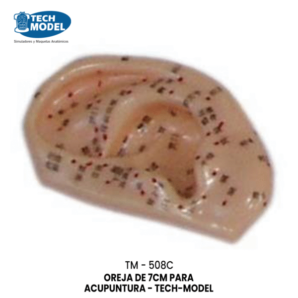 TM-508C Ear Acupuncture Model 1-1