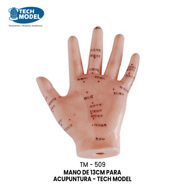 TM-509 TM-509 Hand Acupuncture Model 13CM