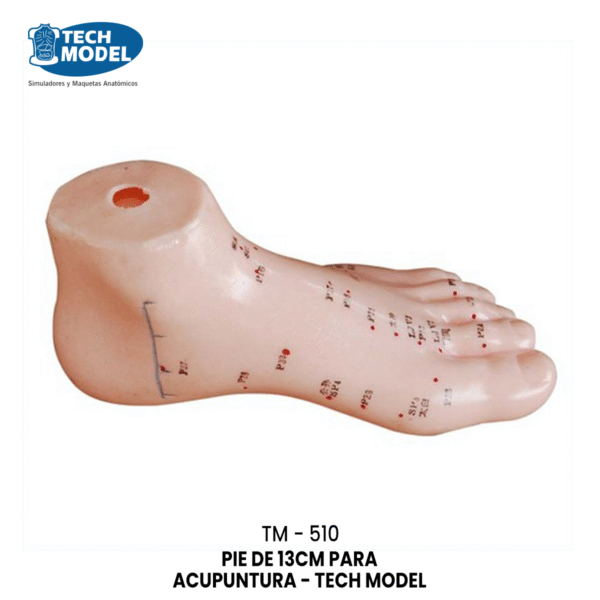TM-510 Foot Acupuncture Model 13CM