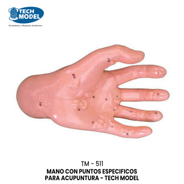 TM-511 Hand Model Illustrating Organs on the Points