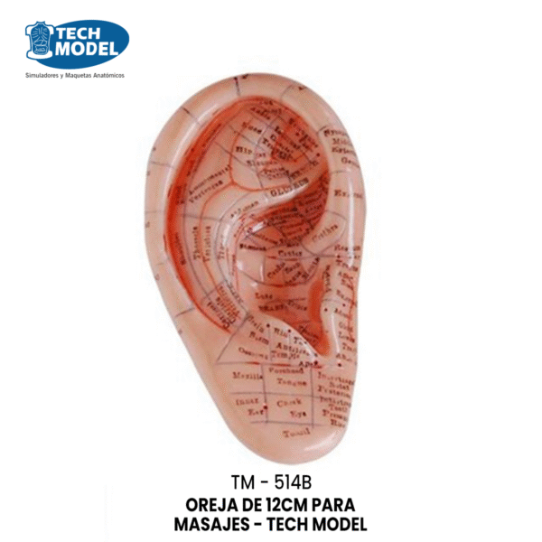TM-514B TM-514B Massage Ear Model 12CM