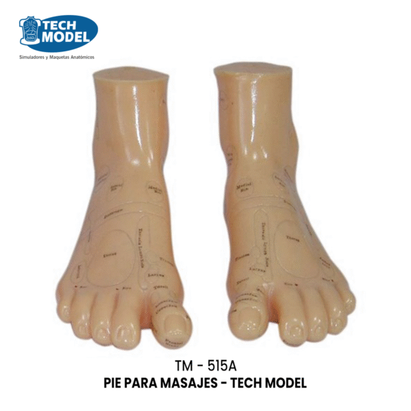 TM-515A Massage Foot Model 17CM