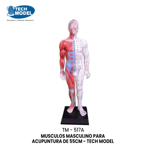 TM-517A TM-517A Acupuncture & Muscle Model 55CM Male