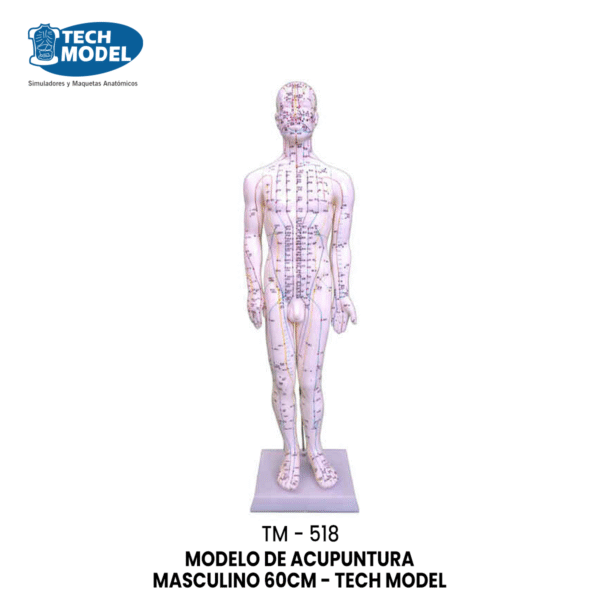 TM-518 Acupuncture Model 60CM Male