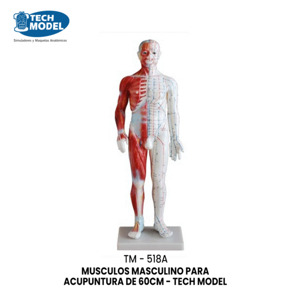 TM-518A Acupuncture & Muscle Model 60CM Male