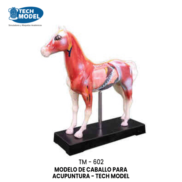 TM-602 Horse Acupuncture Model