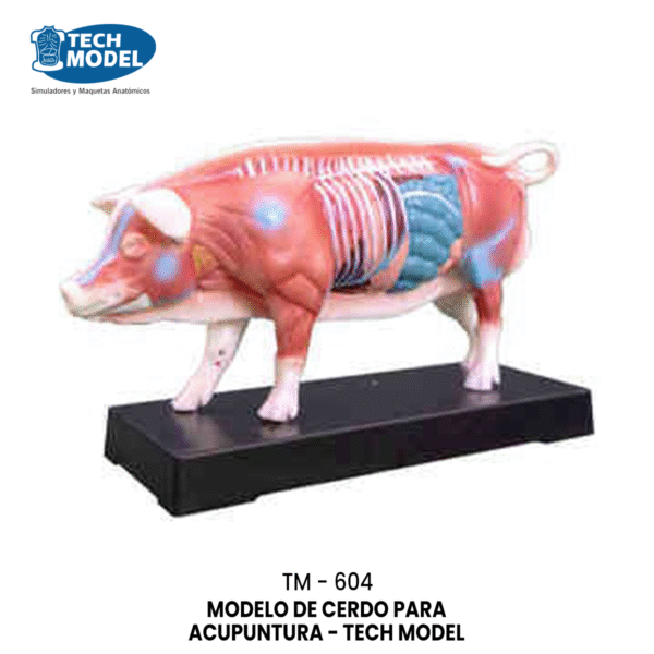 TM-604 TM-604 Pig Acupuncture Model